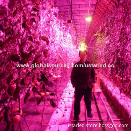 Apollo 132W LED Grow Lights,AC110-240V,2400lm,60pcs 3W LED,9500lux/1m,Isolated Driver,90/120°,CE